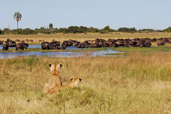 Lions-look-at-buffalo-herd-in-water