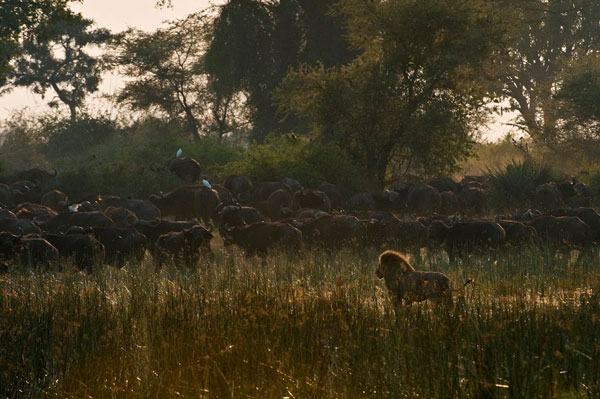 Male-lion-stares-at-buffalo-herd-Mike-Myers BBC’s Planet Earth 2