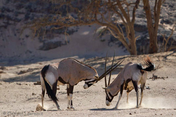  Oryx-Namibia-Clement-Lawrence