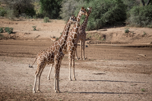 SASAAB-tower-of-reticulated-giraffe-samburu