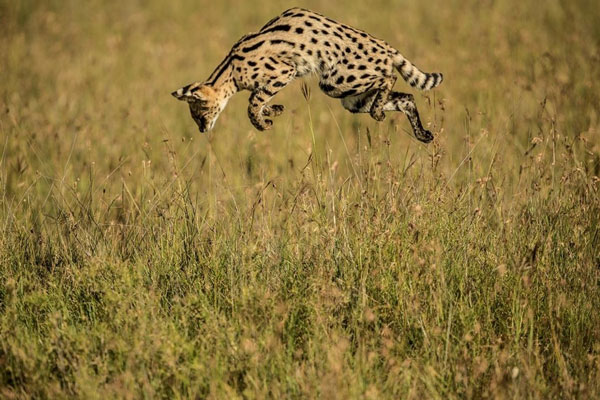 Sametu-Camp-Serval-Cat-Hunting-KaribuCampCollection-600-400-Serengeti-Tanzania