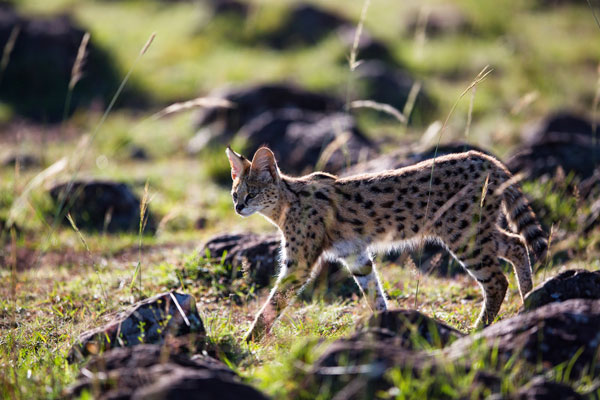serval-cat-kenya-masai-mara-rekero-camp-lr-600-400