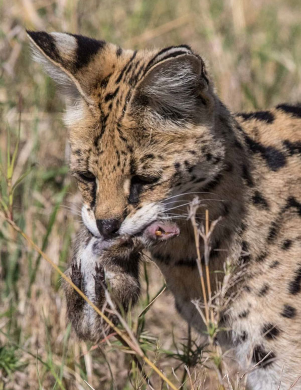 Serval-rodent-in-mouth-kicheche-mara-camp-kenya-paul-goldstein
