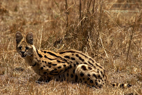 serval3959-great-plains