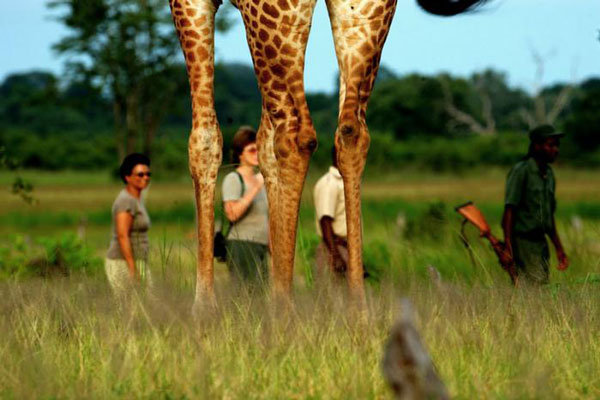 bushcamp-company-walking-safari-giraffe-600-400
