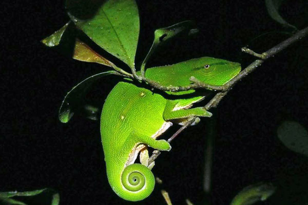 green-chameleon-night-twig-madagascar