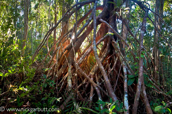 mangrove-forest-madagascar-nickgarbutt