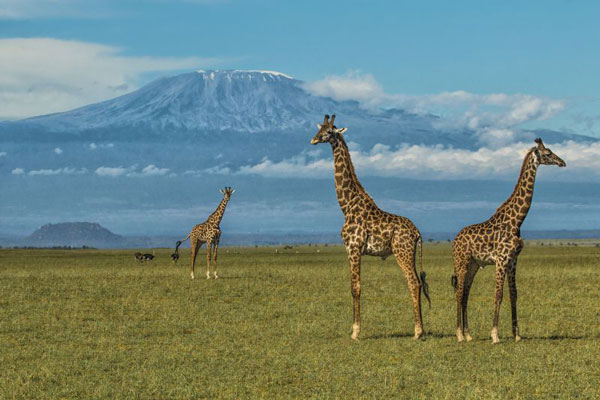 olDonyoLodge-Wildlife-GreatPlainsConservation-3-giraffe-kilimanjaro