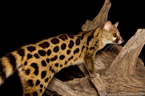 small-spotted-genet-night-burrand-lucas