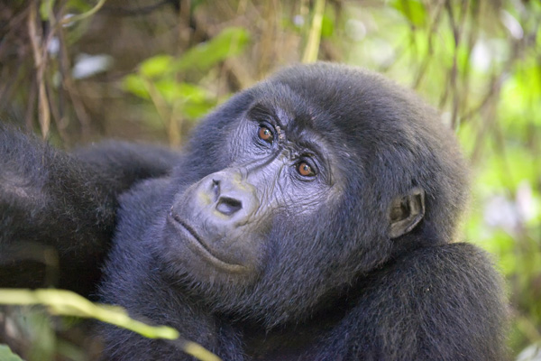 gorilla-in-bwindi-600-400