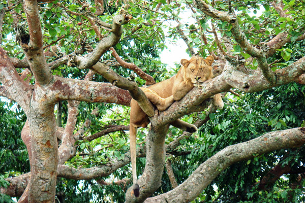 ishasha-lion-sleeping-in-tree-uganda-600-400