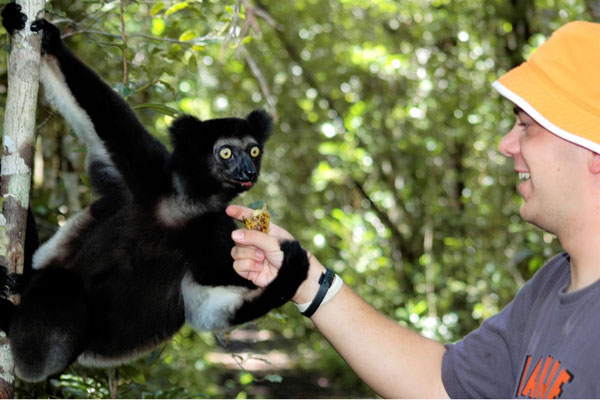 Madagascar-Bush-House-shake-lemurs-hand-Indri-Indri-600-400
