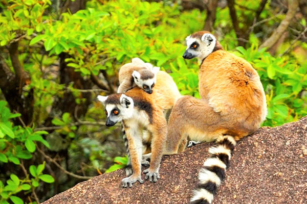 Madagascar-Tsara-camp-Ring-tailed-lemur-600-400