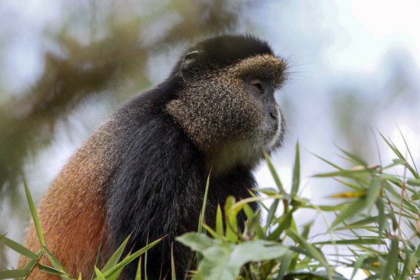 rwanda-golden-monkey-bisate-lodge-primate-1-caroline-culbert-600-400