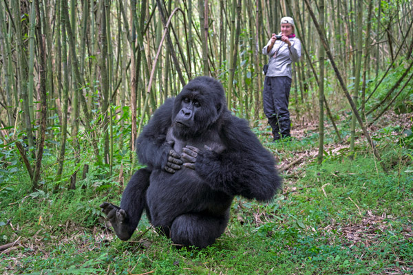 rwanda-gorilla-trekking-bisate-lodge-600-400