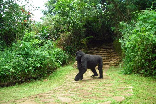 bwindi-uganda-gorilla-in-the-garden-600-400
