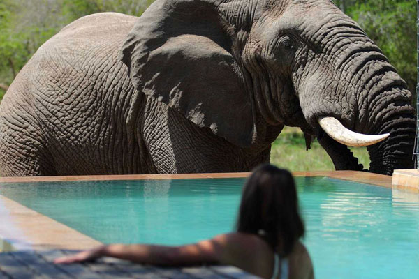 elephant-at-swimming-pool-at-andbeyond-phinda-homestead-on-a-south-africa-safari-600