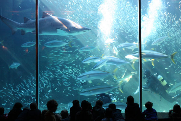 two-oceans-aquarium