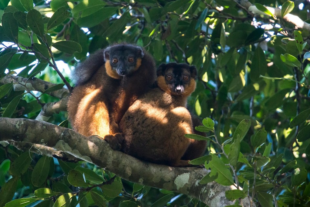 Lemurs aplenty, Manafiafy