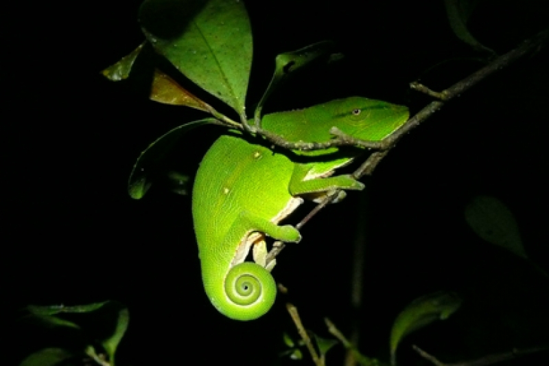 chameleon madagascar