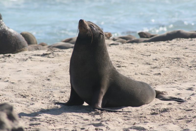 Cape fur seal on beach