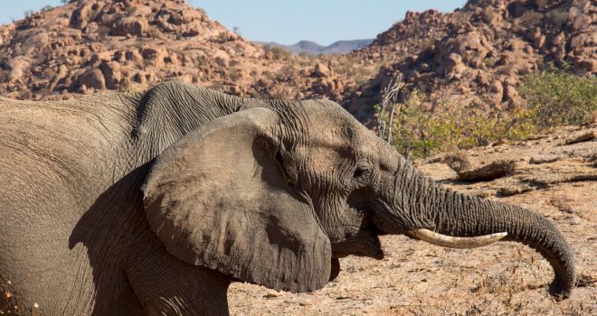 Desert adapted elephant. Image credit Camp Kipwe
