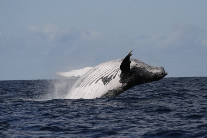 a whale breaching the surface of the sea