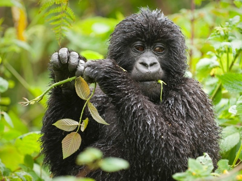 Young gorilla in Uganda gorilla safari uganda