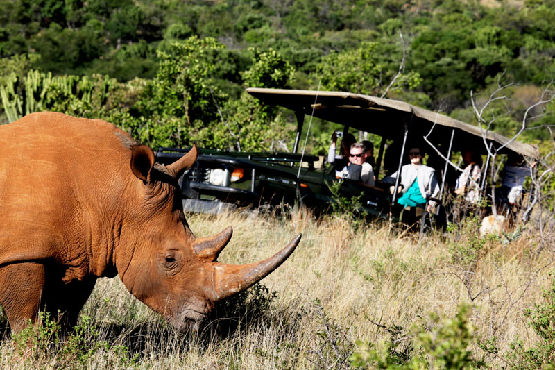 game drives in south africa