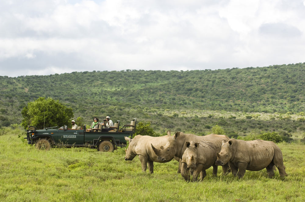 kwandwe Rhino Watching in Jeep