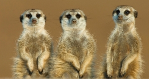 Three meerkats in a row