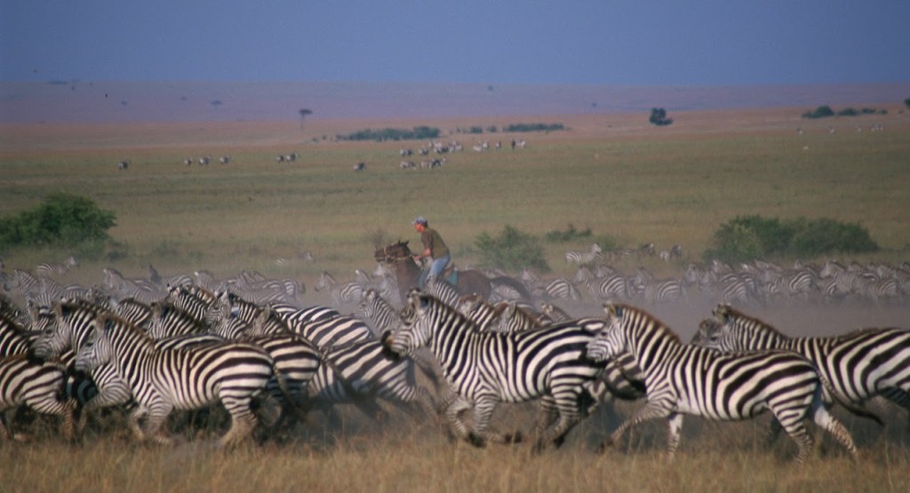 Riding horses with zebras, Masai Mara, Kenya. Image credit Offbeat Safaris