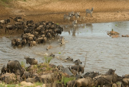 wildebeest and zebra migration