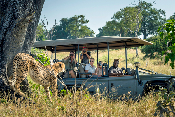 Family watching at Cheetah at Little Vumbura, Okavango Delta, Botswana