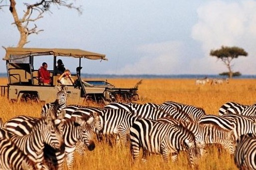 saruni zebra herd and game drive