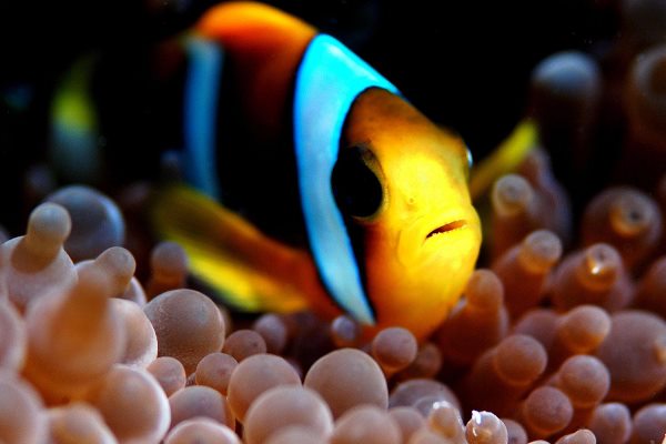 Colourful fish, Thonga Beach Lodge
