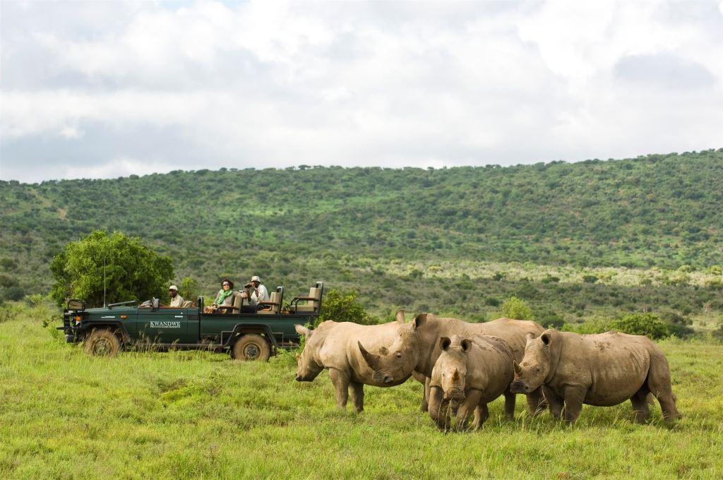 A crash of rhino on a Kwandwe game drive
