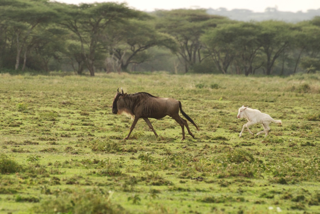 Rare all white albino calf, running behind mother wildebeest