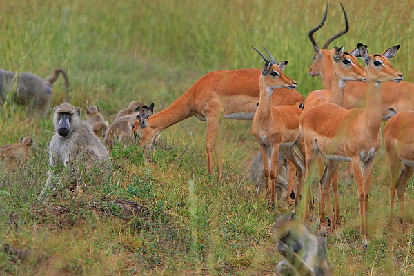 baboon troop and impala herd grazing