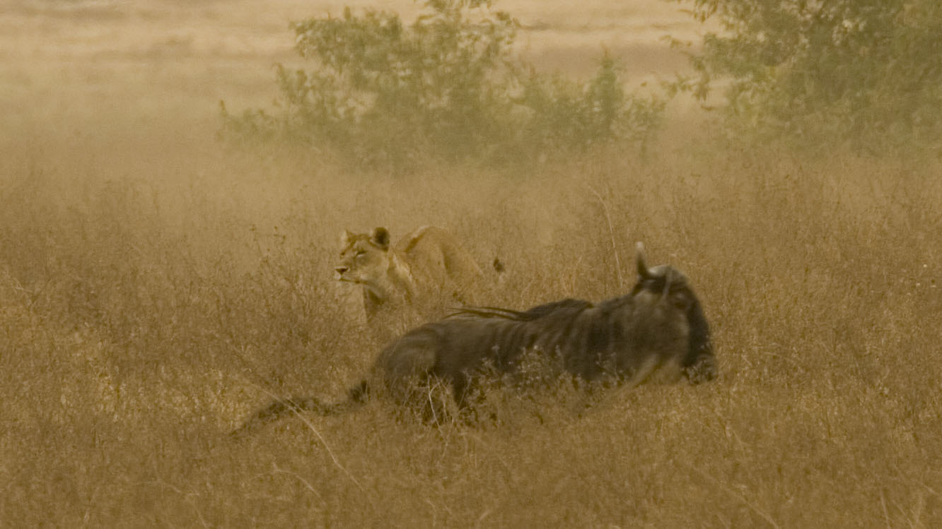 A lioness in full pursuit of the chase of young wildebeest