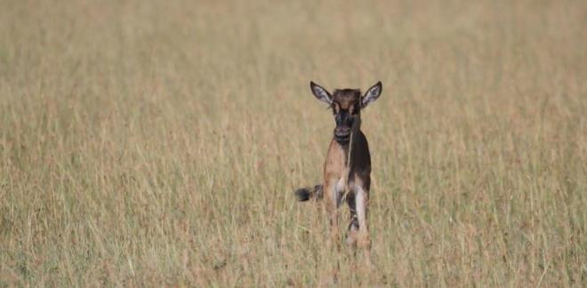 Young wildebeest calf staring alone