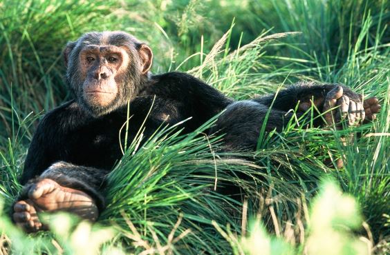 Chimpanzees at Kyambura Gorge