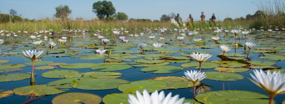 lilies on the okavango delta with horse riders