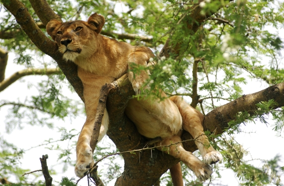 Tree climbing lion, Ishasha, QEII National Park,
