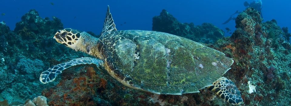 turtle on reef