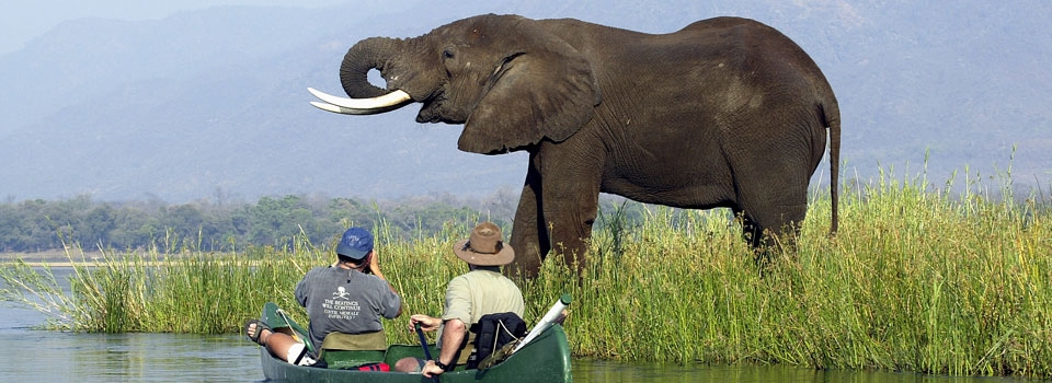 elephant and canoists at Mana pools