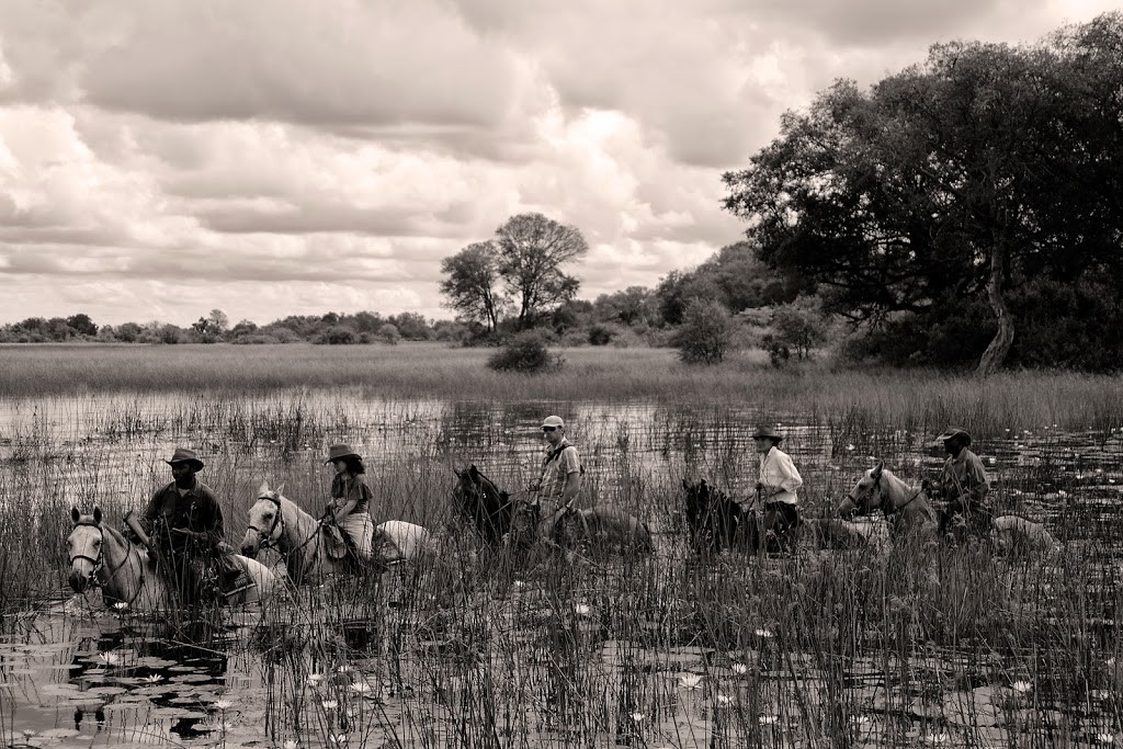 black and white photo of 5 riders wading through the lily reeds