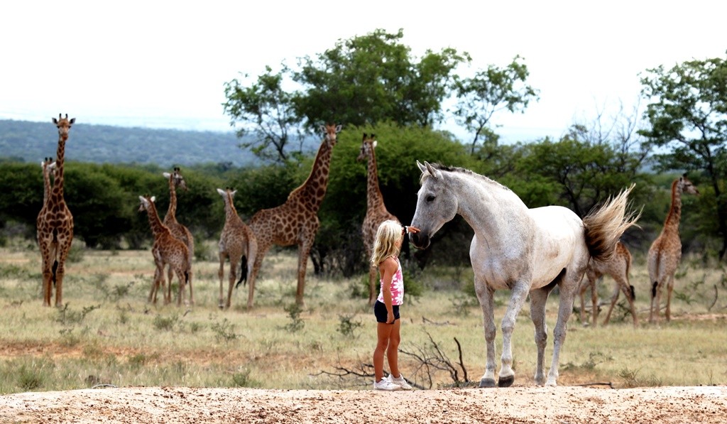 Girl with a grey horse and giraffe, family riding holidays at Ants Hill and Ants Nest, Waterberg, South Africa