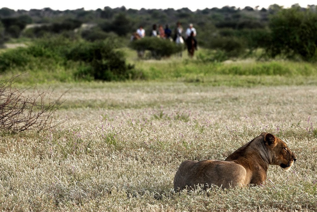 A lion in the grass foreground with riders in the background on a plain
