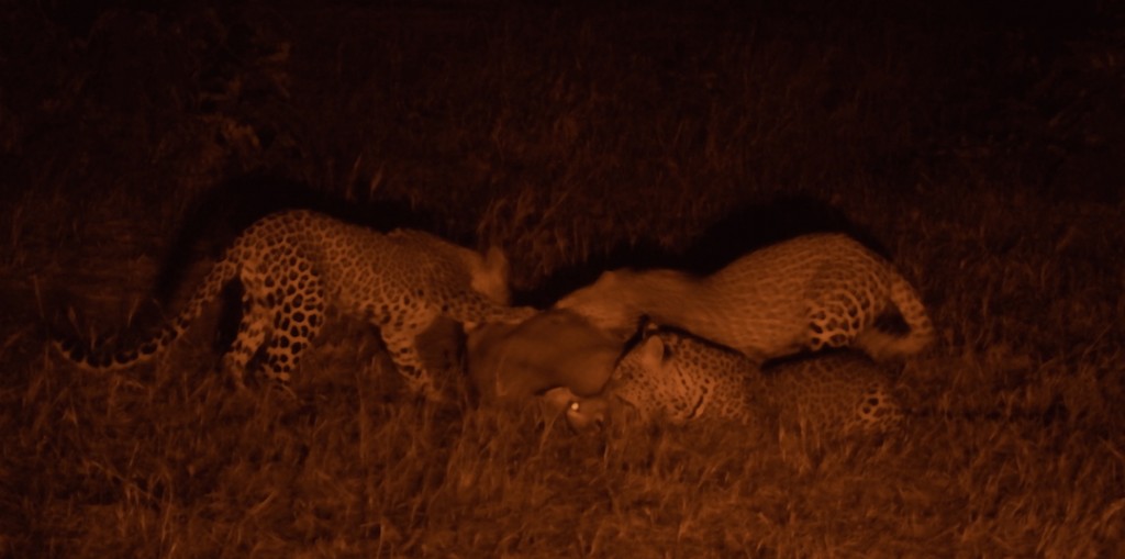 3 leopards